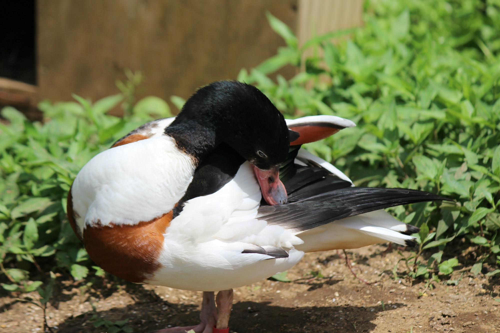 ツクシガモのヒナ@多摩動物公園_a0127090_8211994.jpg