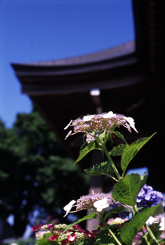 a0323196_22172201.jpg