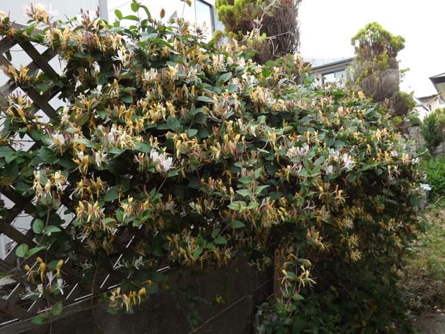 いかめし_f0019498_805915.jpg