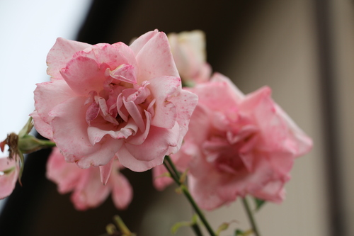 バラ＆紫陽花を愛でる、前田慶次縁の米沢善光寺の紫陽花は昨年・・・３_c0075701_2252155.jpg