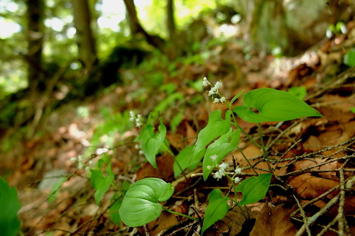e0304001_2213661.jpg