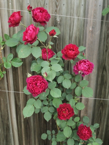 ５月の思い出　薔薇最盛期の横浜イングリッシュガーデン_b0331802_21380596.jpg