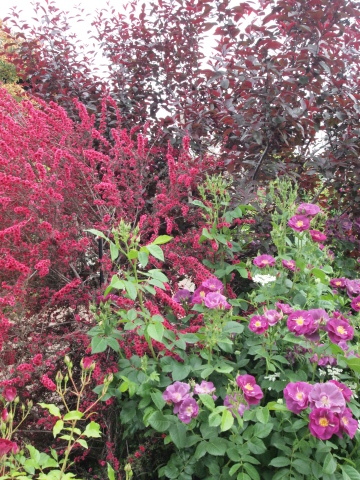 ５月の思い出　薔薇最盛期の横浜イングリッシュガーデン_b0331802_21414492.jpg