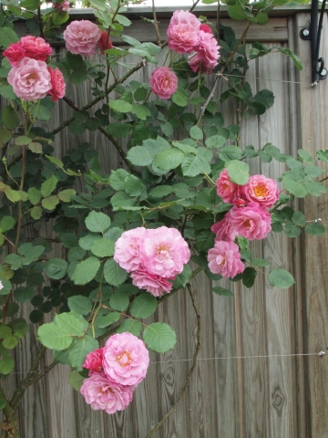 ５月の思い出　薔薇最盛期の横浜イングリッシュガーデン_b0331802_21433313.jpg
