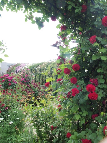 ５月の思い出　薔薇最盛期の横浜イングリッシュガーデン_b0331802_21433734.jpg