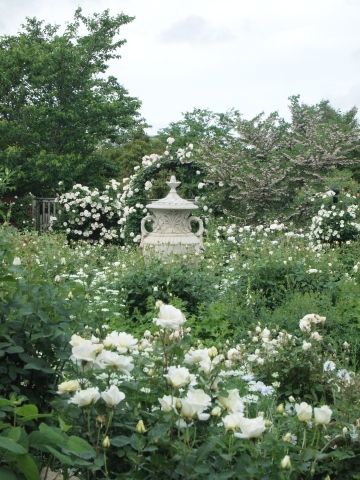 ５月の思い出　薔薇最盛期の横浜イングリッシュガーデン_b0331802_21433911.jpg