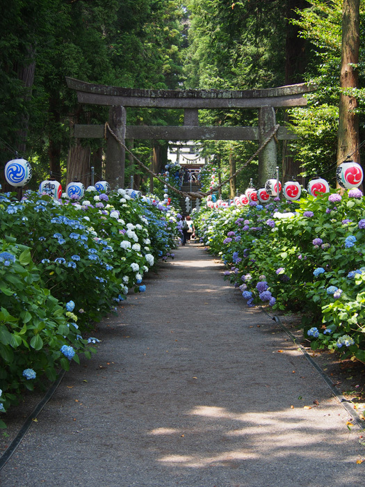 磯山神社の紫陽花_a0320705_05543851.jpg