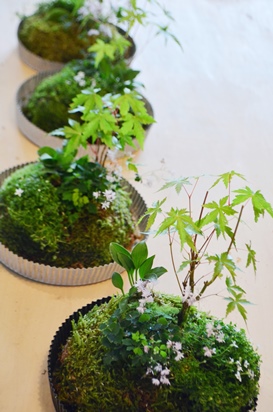 モミジと山野草苔玉教室開催風景_d0263815_2044437.jpg