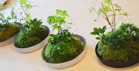モミジと山野草苔玉教室開催風景_d0263815_21573234.jpg