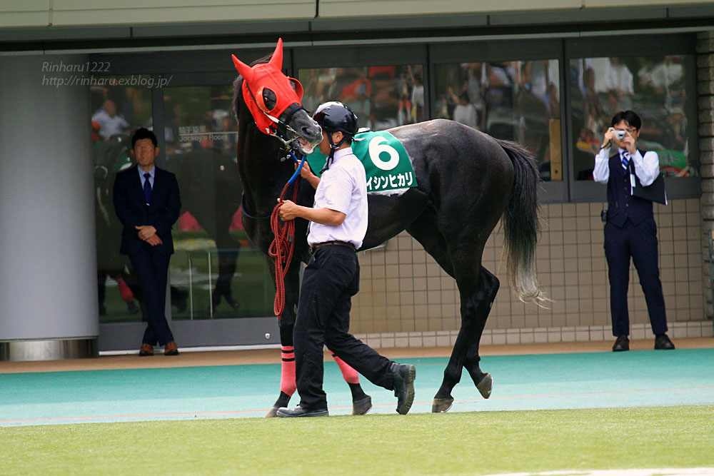 15 6 14 東京競馬場 エイシンヒカリ Thoroughbred 青空に浮かぶ月を眺めながら 15 6 14 東京競馬場 エイシンヒカリ Thoroughbred 青空に浮かぶ月を眺めながら