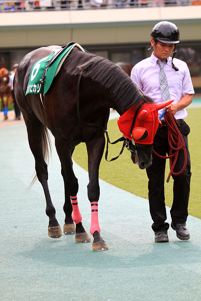 15 6 14 東京競馬場 エイシンヒカリ Thoroughbred 青空に浮かぶ月を眺めながら 15 6 14 東京競馬場 エイシンヒカリ Thoroughbred 青空に浮かぶ月を眺めながら