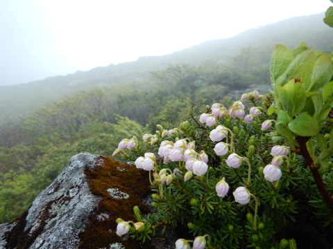 月山の花・6/13_f0118332_17373899.jpg