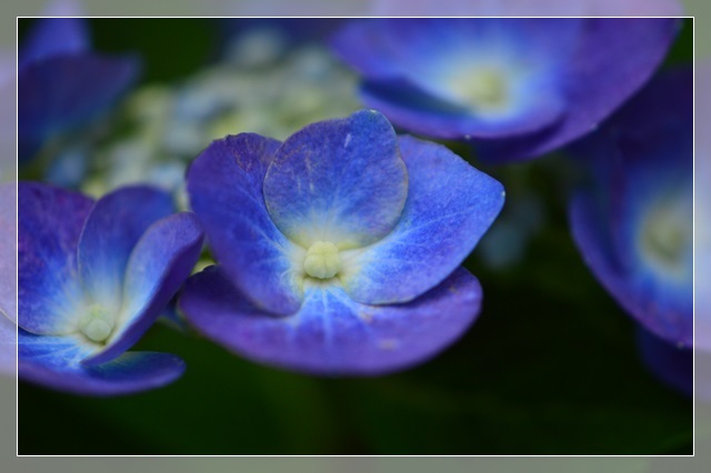 正覚寺の紫陽花と花菖蒲＆自宅の紫陽花_a0155036_11465718.jpg