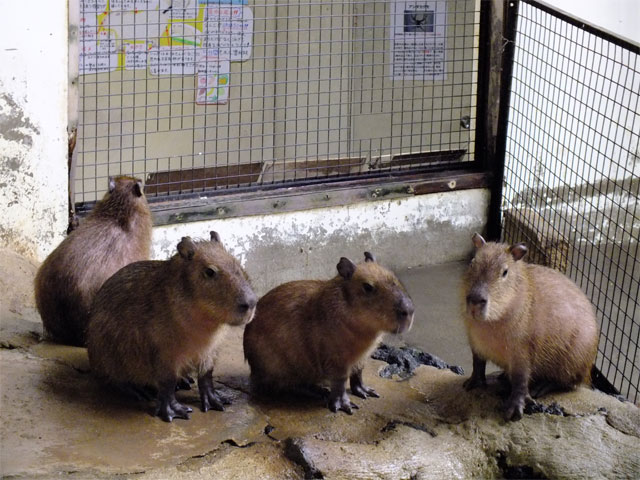 まるも君が旅立ったあと_a0179837_1959214.jpg
