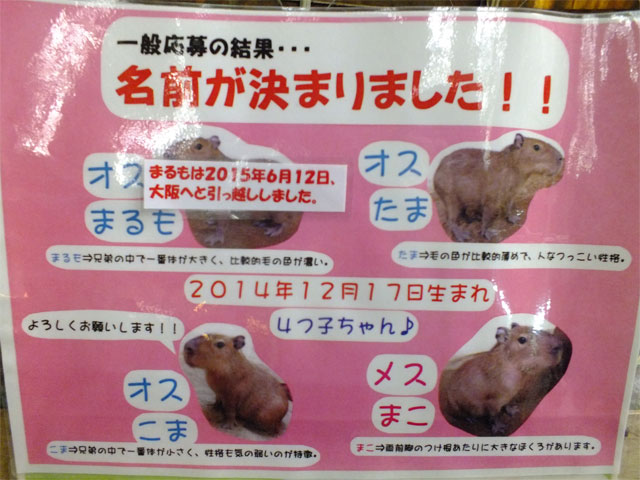 まるも君が旅立ったあと_a0179837_20444142.jpg