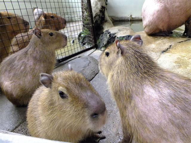 まるも君が旅立ったあと_a0179837_2115120.jpg