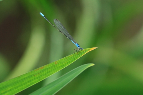 神楽女湖菖蒲園  6/14_d0006047_208536.jpg