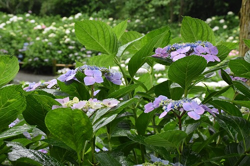 f0343750_12121096.jpg