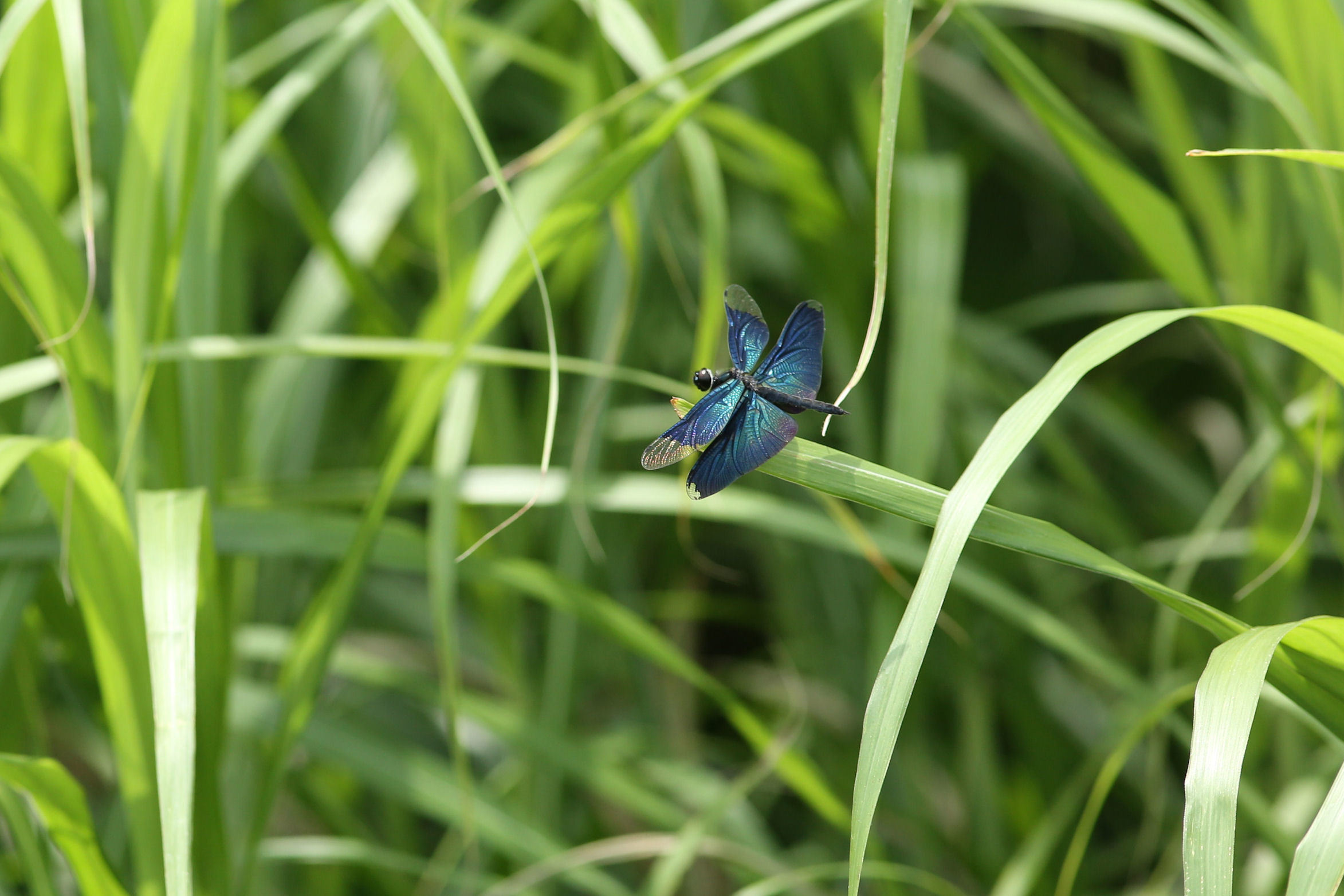 チョウトンボ、コフキトンボ（帯型）、ギンヤンマ産卵（千葉県野田市、20150613）_f0345350_06423836.jpg