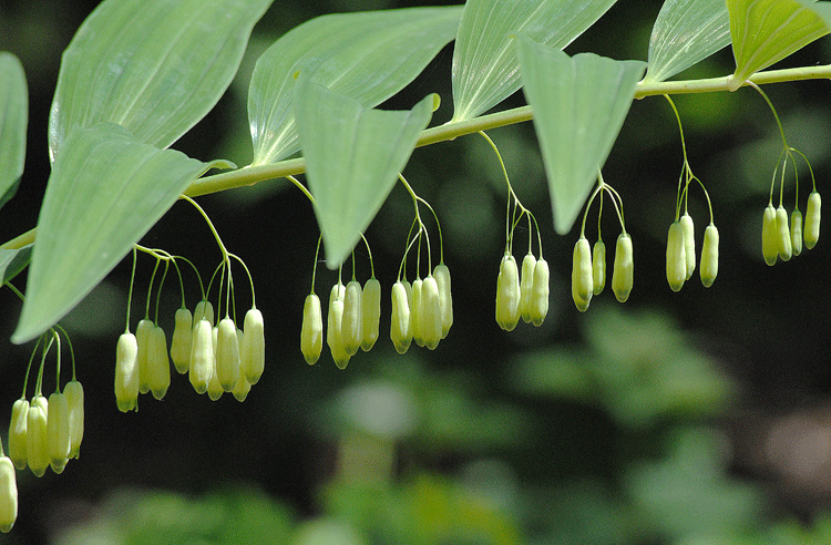 6月14日　赤城自然園 初夏の花いろいろ その1_a0001354_2323671.gif