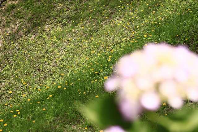 ６月７日　種松山の紫陽花_f0340155_14091770.jpg