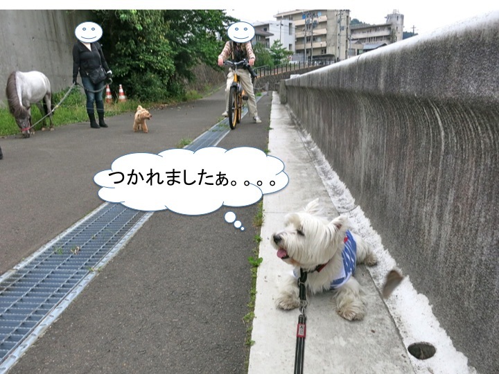 3匹の遠距離散歩_c0260460_11322024.jpg