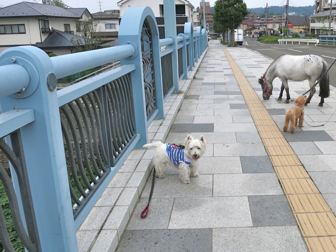 3匹の遠距離散歩_c0260460_11334376.jpg