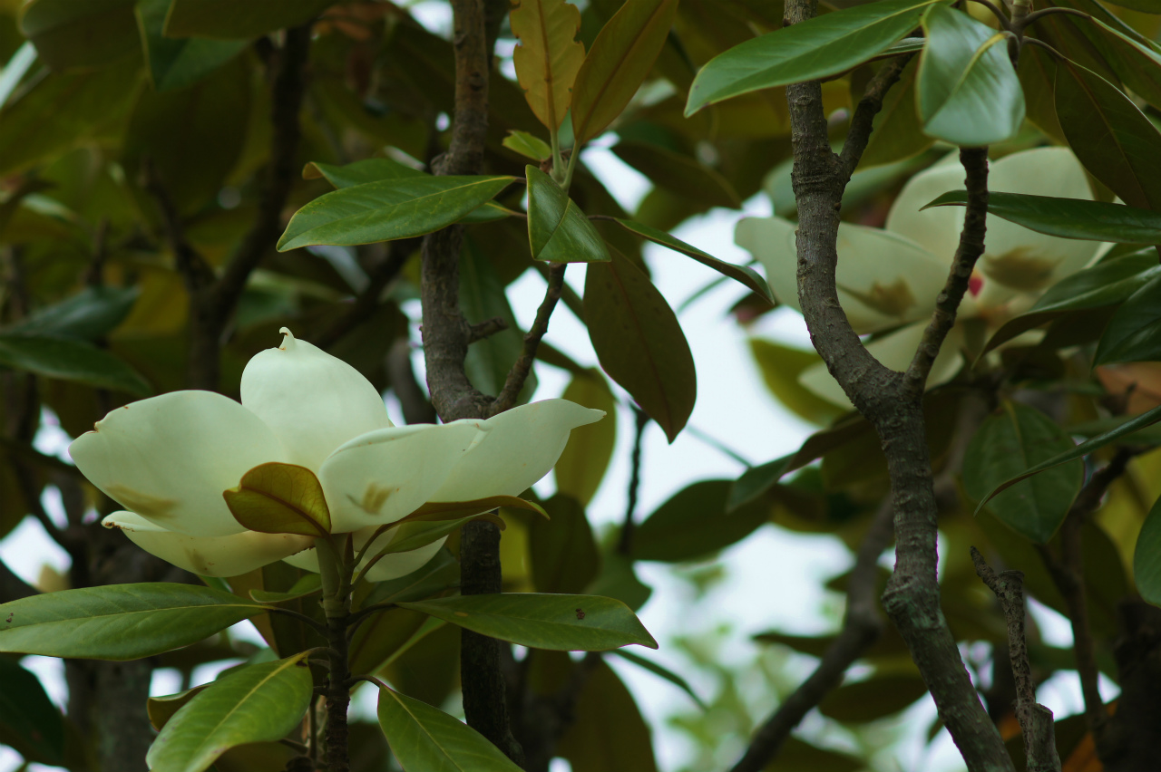 6月の花木 風の通る庭 6月の花木 風の通る庭