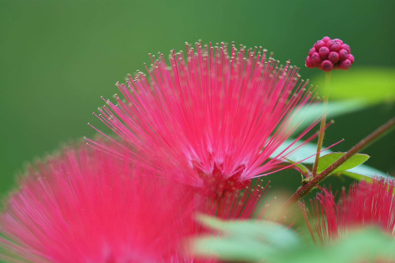 6月の花木_e0181373_23301022.jpg