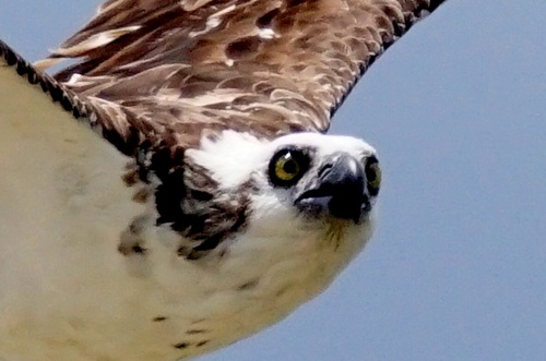 上空を舞う Osprey オスプレイ 日本名はミサゴ とことん写真 上空を舞う Osprey オスプレイ 日本名はミサゴ とことん写真