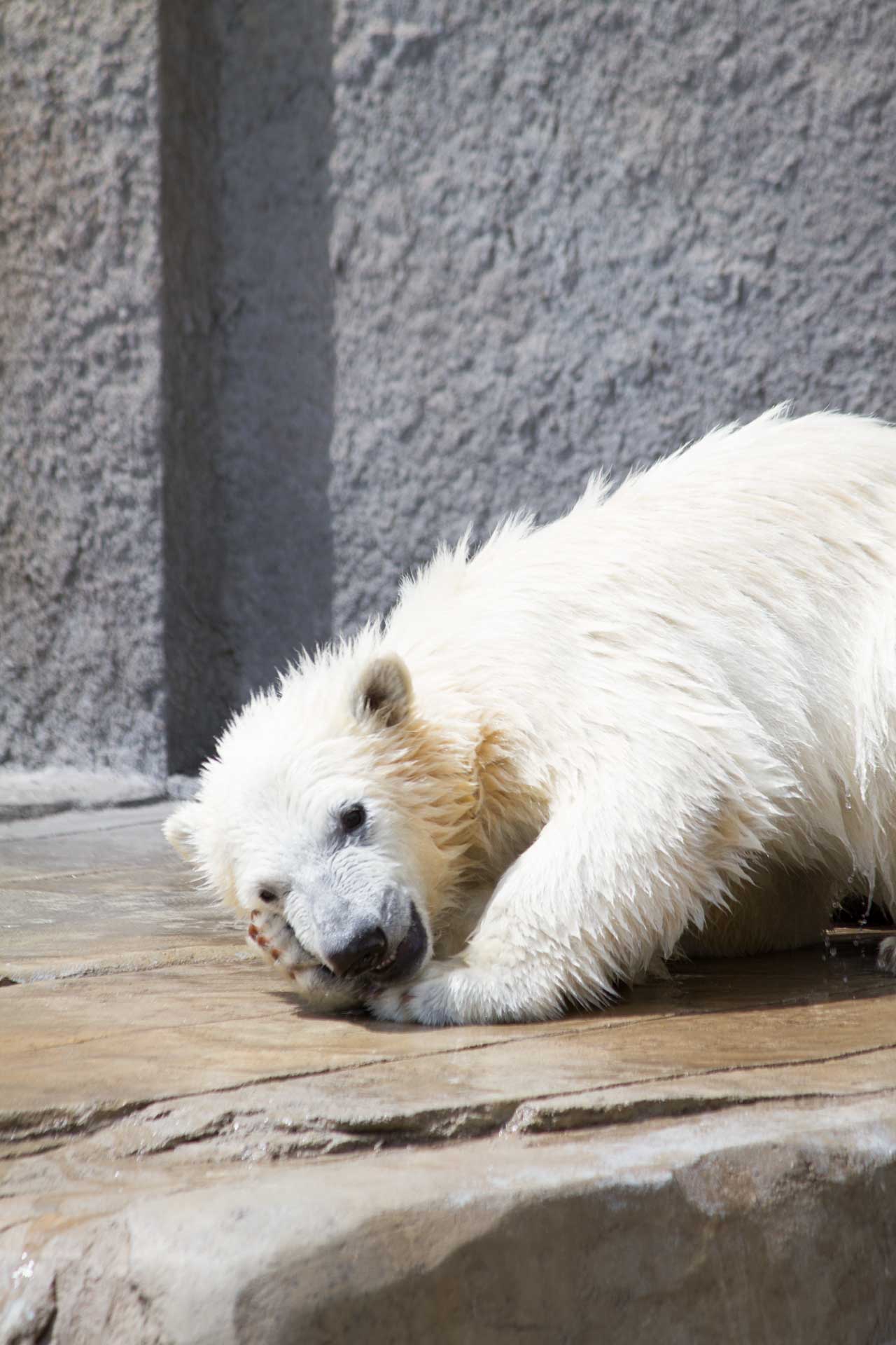 円山動物園 ホッキョクグマ記録144 ララ親子_b0337677_1124738.jpg