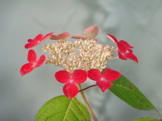 e0046477_63678.jpg
