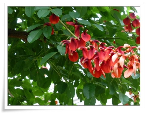 でいご と 島唄 ケ セラ セラ でいご と 島唄 ケ セラ セラ