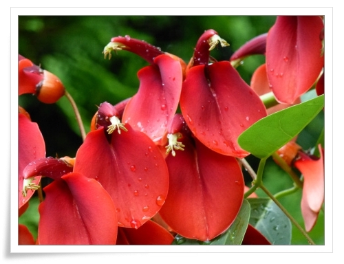 でいご と 島唄 ケ セラ セラ でいご と 島唄 ケ セラ セラ