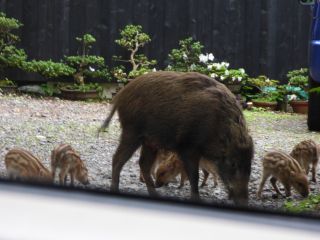 2015年6月14日 ダブルキッチン工事_b0098584_16401877.jpg