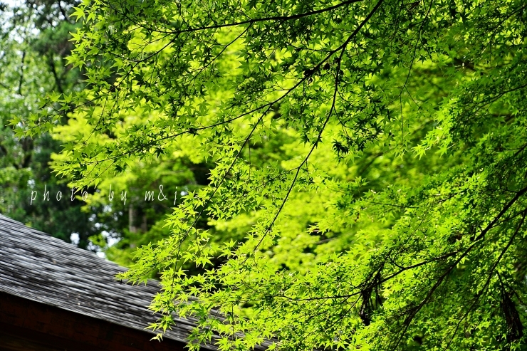 中尊寺＊毛越寺_b0299185_11121500.jpg