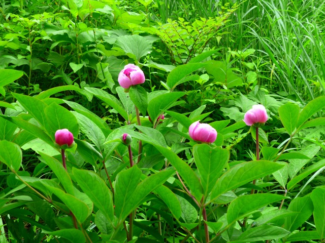 久しぶりのベニバナ山芍薬_f0357487_743576.jpg