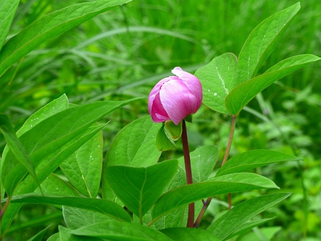 久しぶりのベニバナ山芍薬_f0357487_7441649.jpg