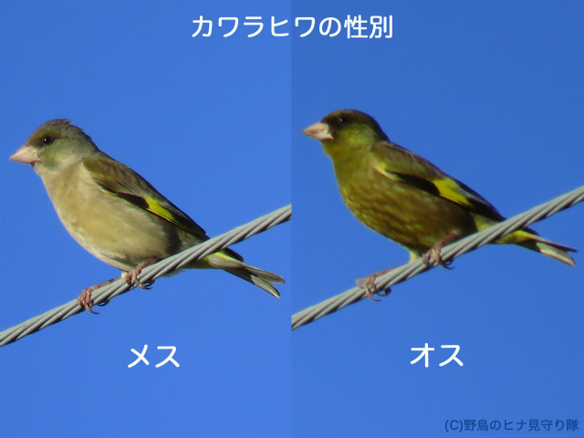 鳴き声 カワラヒワ