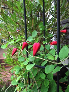 c0117898_11334085.jpg