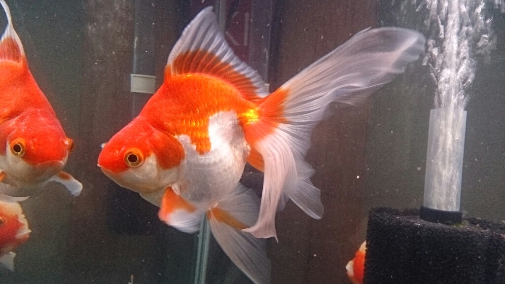 今年はおとなしい金魚たち Today S Memory