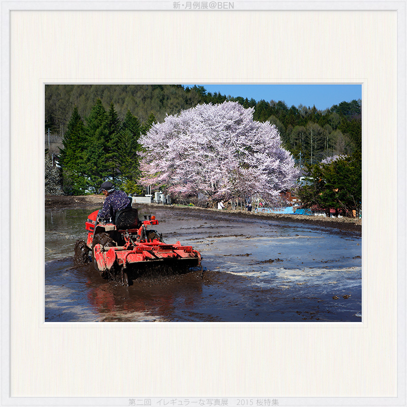 桜特集 01_f0257105_2242828.jpg