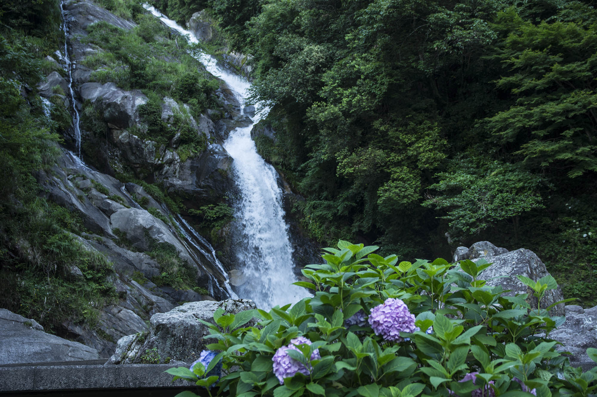 佐賀県唐津市 見返りの滝 のあじさい かっちゃんの部屋
