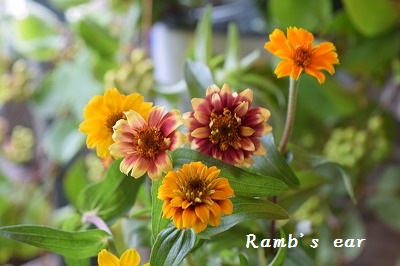 お兄ちゃん パワーを送るよ Ramb S Ear ﾗﾑｽﾞｲﾔｰ