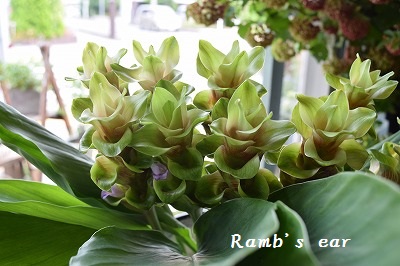お兄ちゃん パワーを送るよ Ramb S Ear ﾗﾑｽﾞｲﾔｰ