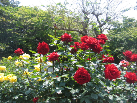 b0183111_0291490.jpg
