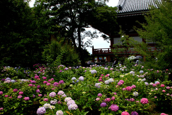 智積院 青葉まつり1_e0048413_19472645.jpg