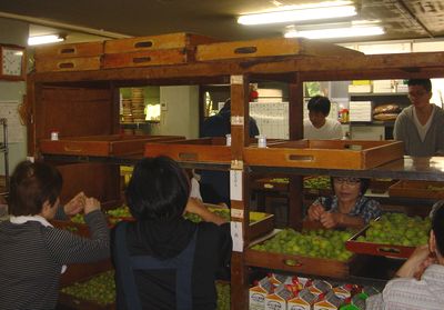 本日は恒例の梅採りなのだ_e0234016_189638.jpg