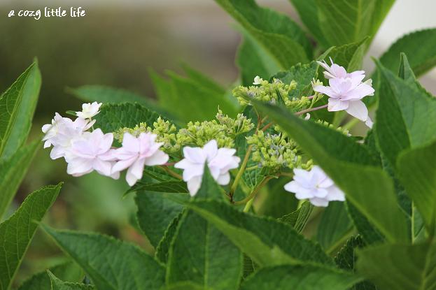 日曜日の朝時間　紫陽花_c0250917_20361211.jpg