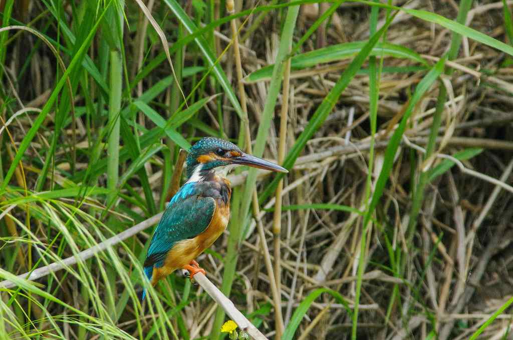 カワセミ、暫く振りにBORGで・・・_e0293921_21312623.jpg